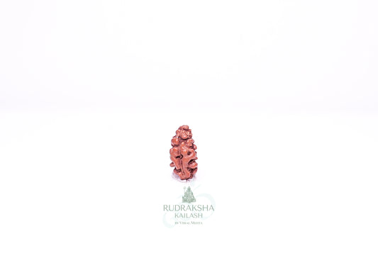 1 Mukhi Indonesian Rudraksha - 0106