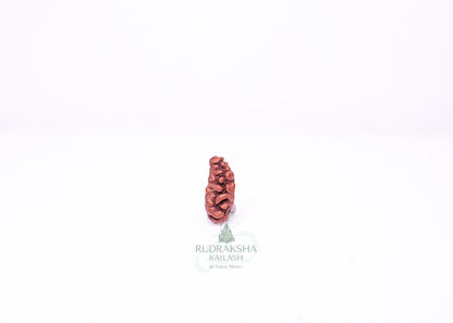 1 Mukhi Indonesian Rudraksha - 0106