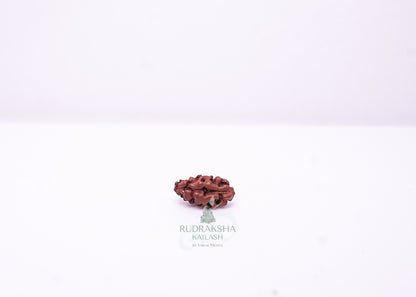 1 Mukhi Indonesian Rudraksha - 0106