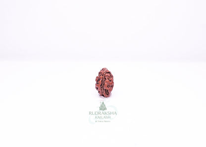 1 Mukhi Indonesian Rudraksha - 0107