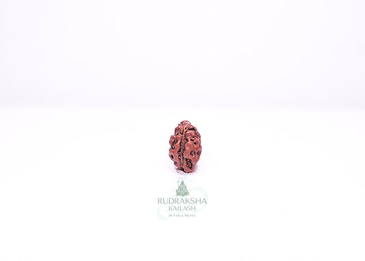 1 Mukhi Indonesian Rudraksha - 0107