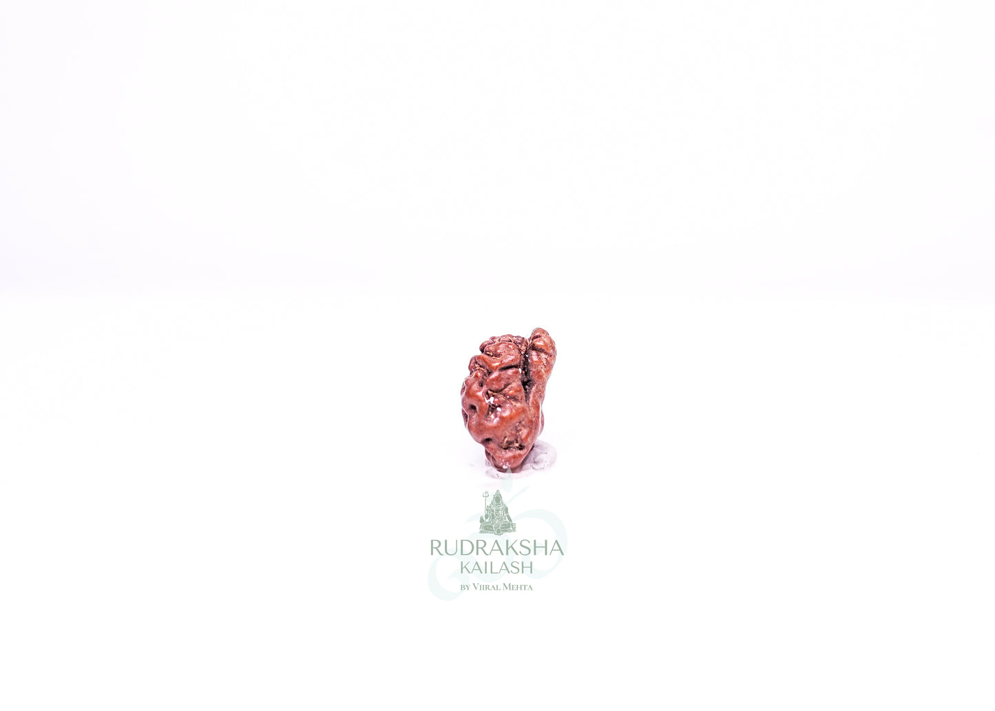 1 Mukhi Indonesian Rudraksha - 0107