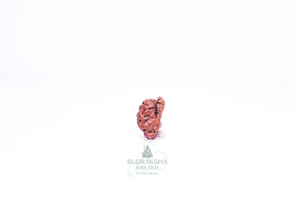 1 Mukhi Indonesian Rudraksha - 0107