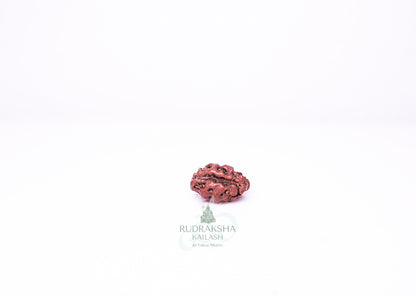 1 Mukhi Indonesian Rudraksha - 0107