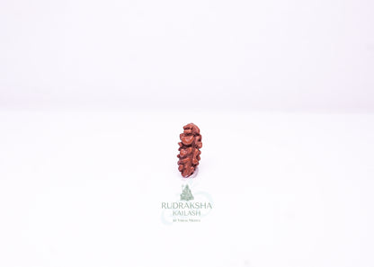 1 Mukhi Indonesian Rudraksha - 0108