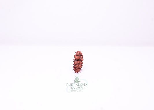1 Mukhi Indonesian Rudraksha - 0108
