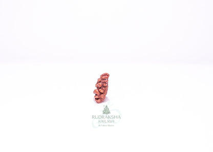 1 Mukhi Indonesian Rudraksha - 0108