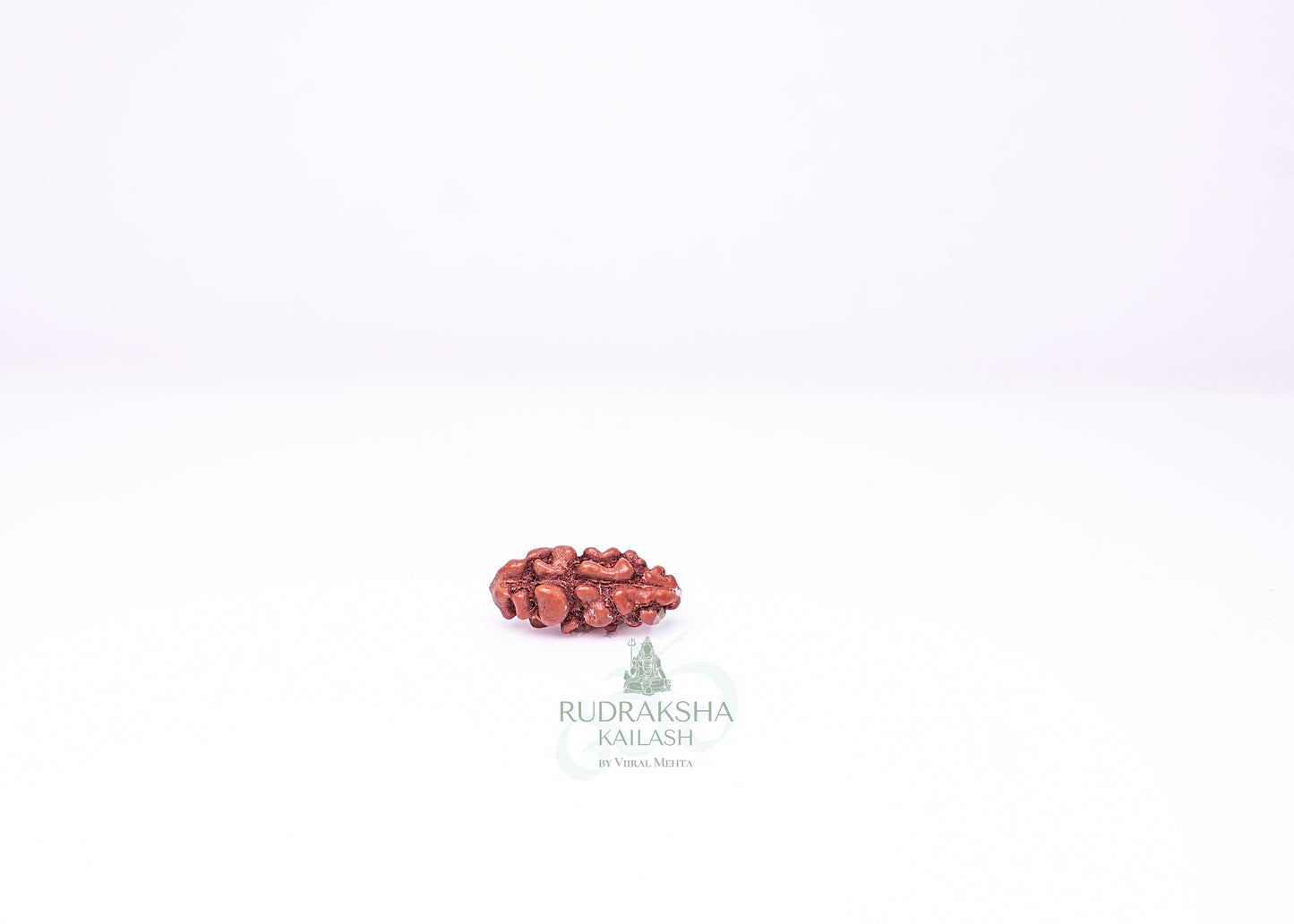 1 Mukhi Indonesian Rudraksha - 0108