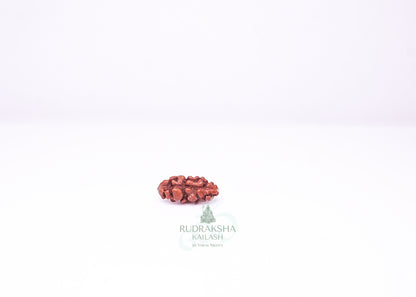 1 Mukhi Indonesian Rudraksha - 0108