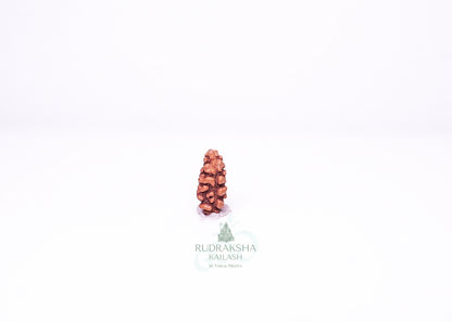 1 Mukhi Indonesian Rudraksha - 0109