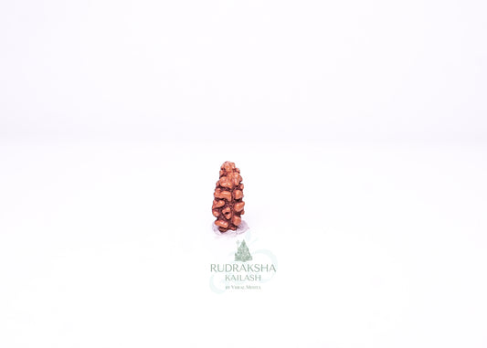 1 Mukhi Indonesian Rudraksha - 0109