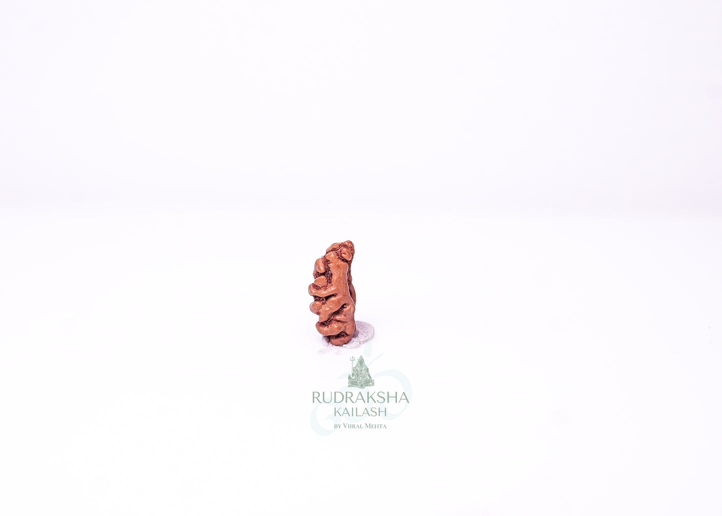 1 Mukhi Indonesian Rudraksha - 0109