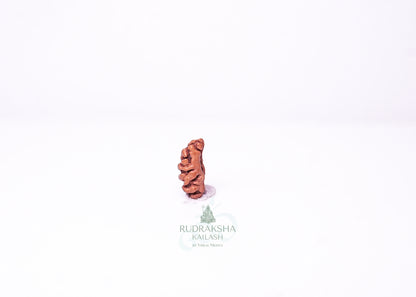 1 Mukhi Indonesian Rudraksha - 0109
