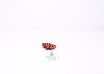 1 Mukhi Indonesian Rudraksha - 0109