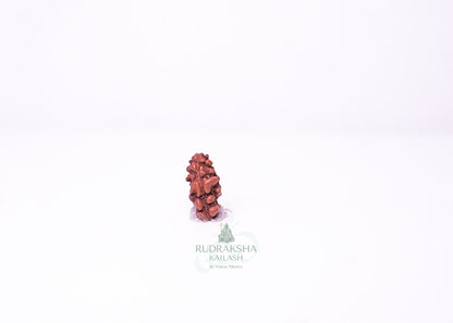 1 Mukhi Indonesian Rudraksha - 0110