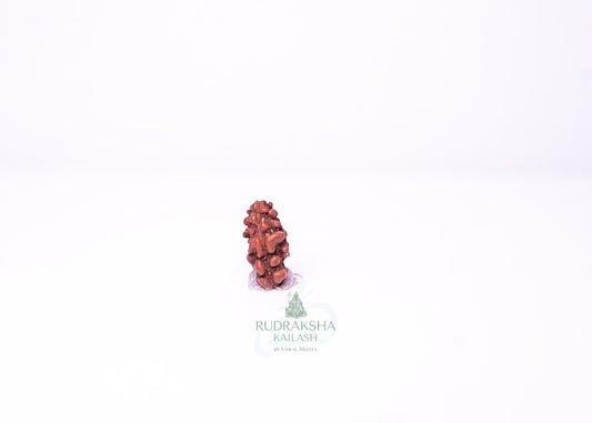1 Mukhi Indonesian Rudraksha - 0110