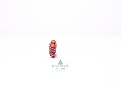 1 Mukhi Indonesian Rudraksha - 0110