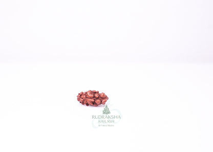1 Mukhi Indonesian Rudraksha - 0110