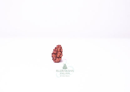 1 Mukhi Indonesian Rudraksha - 0111