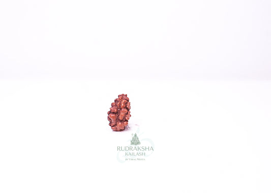 1 Mukhi Indonesian Rudraksha - 0111