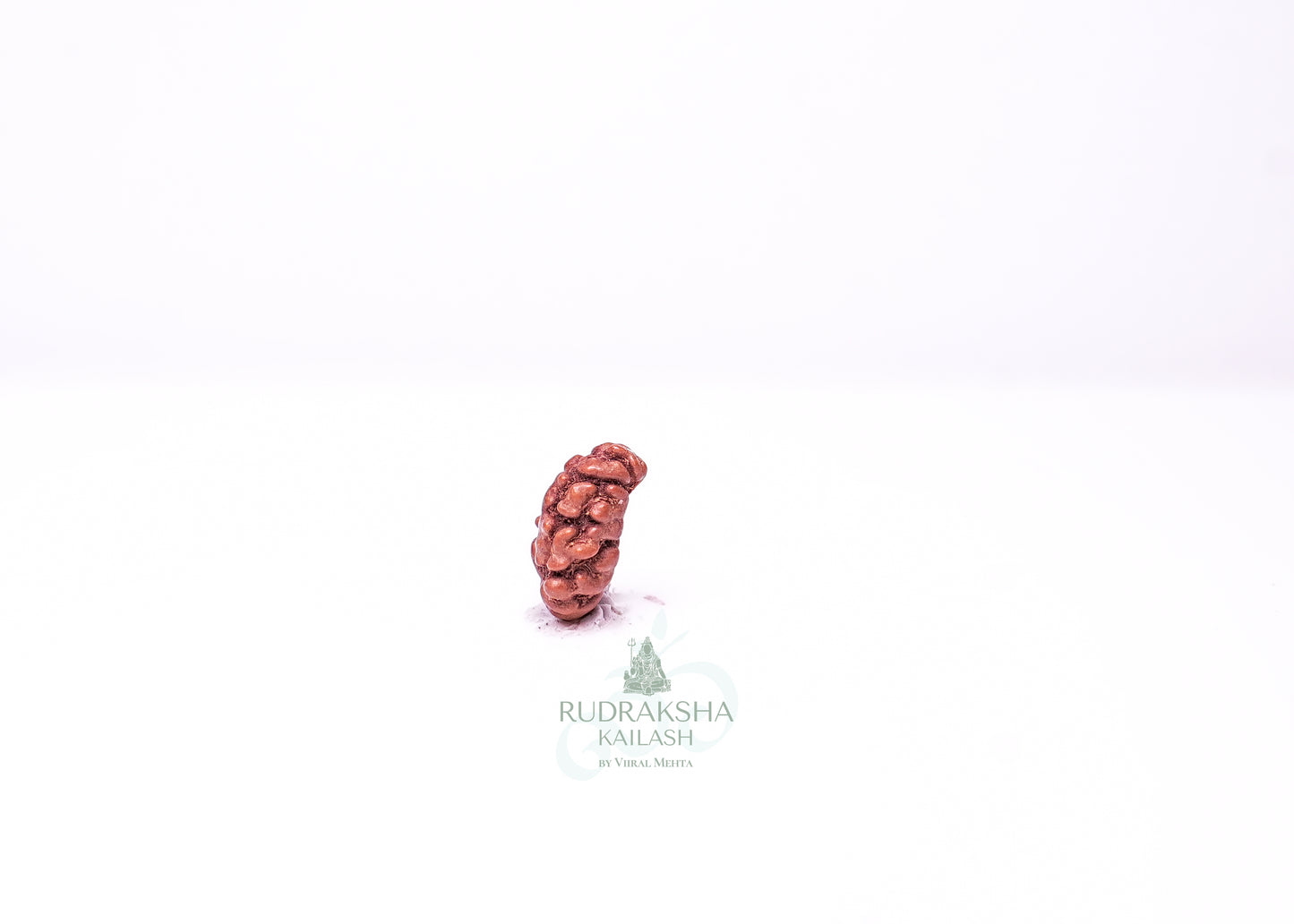 1 Mukhi Indonesian Rudraksha - 0111