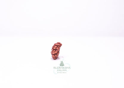 1 Mukhi Indonesian Rudraksha - 0111