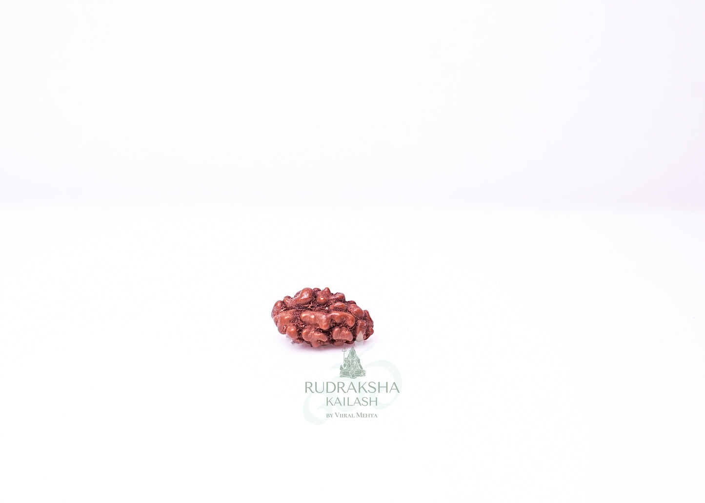 1 Mukhi Indonesian Rudraksha - 0111