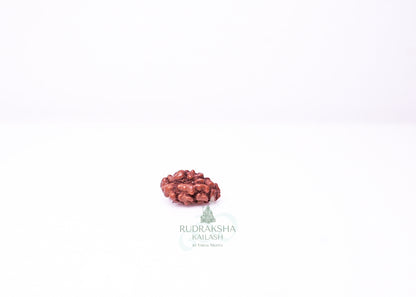 1 Mukhi Indonesian Rudraksha - 0111
