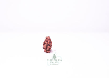1 Mukhi Indonesian Rudraksha - 0112