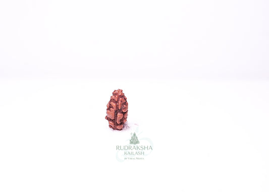 1 Mukhi Indonesian Rudraksha - 0112
