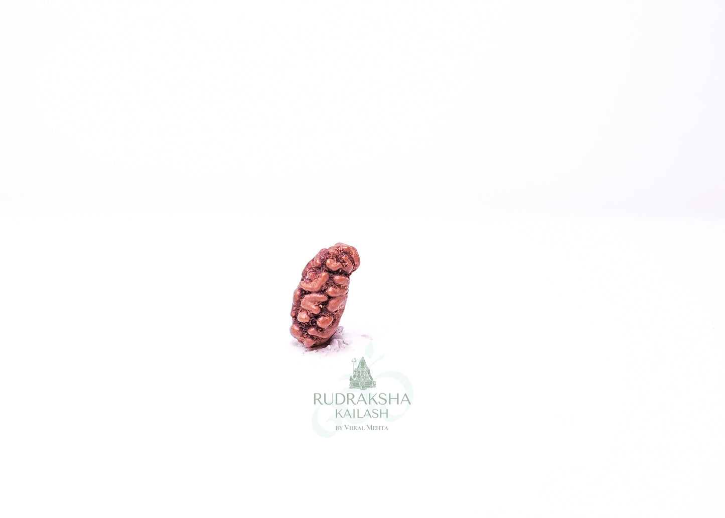 1 Mukhi Indonesian Rudraksha - 0112
