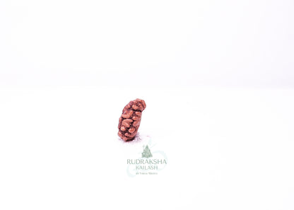 1 Mukhi Indonesian Rudraksha - 0112