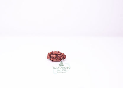 1 Mukhi Indonesian Rudraksha - 0112