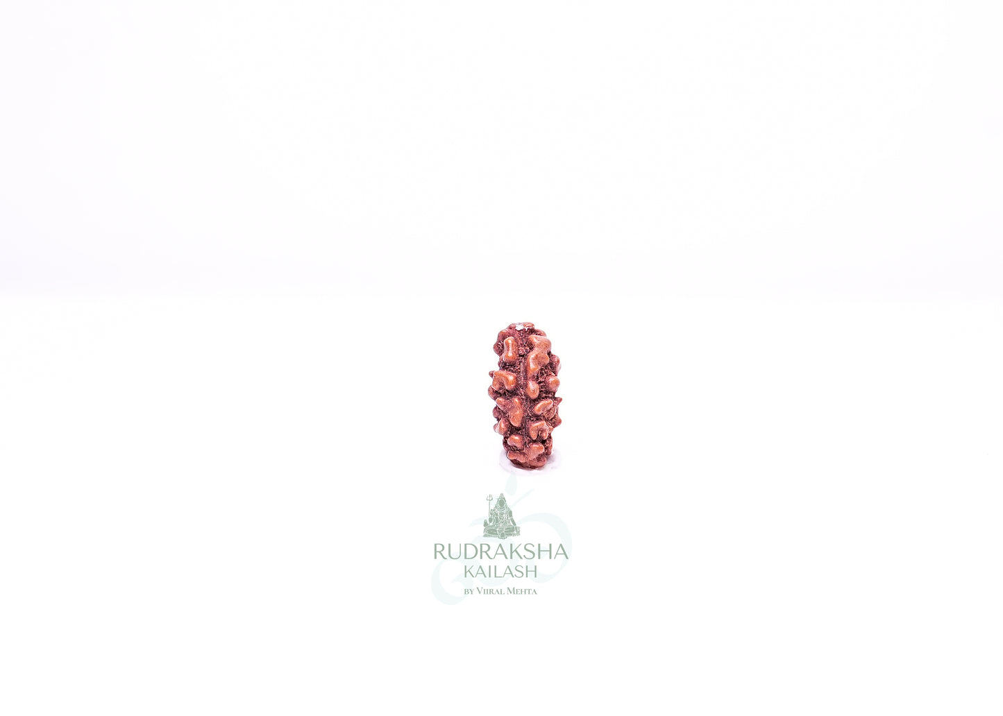 1 Mukhi Indonesian Rudraksha - 0113