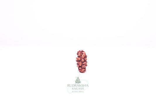 1 Mukhi Indonesian Rudraksha - 0113
