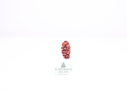 1 Mukhi Indonesian Rudraksha - 0113