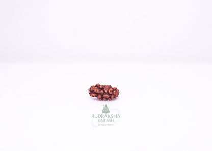 1 Mukhi Indonesian Rudraksha - 0113