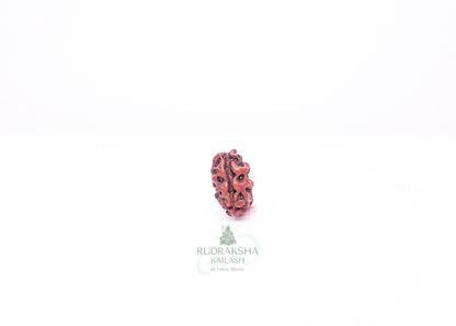 1 Mukhi Indonesian Rudraksha - 0114