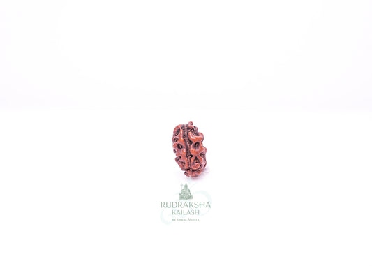 1 Mukhi Indonesian Rudraksha - 0114