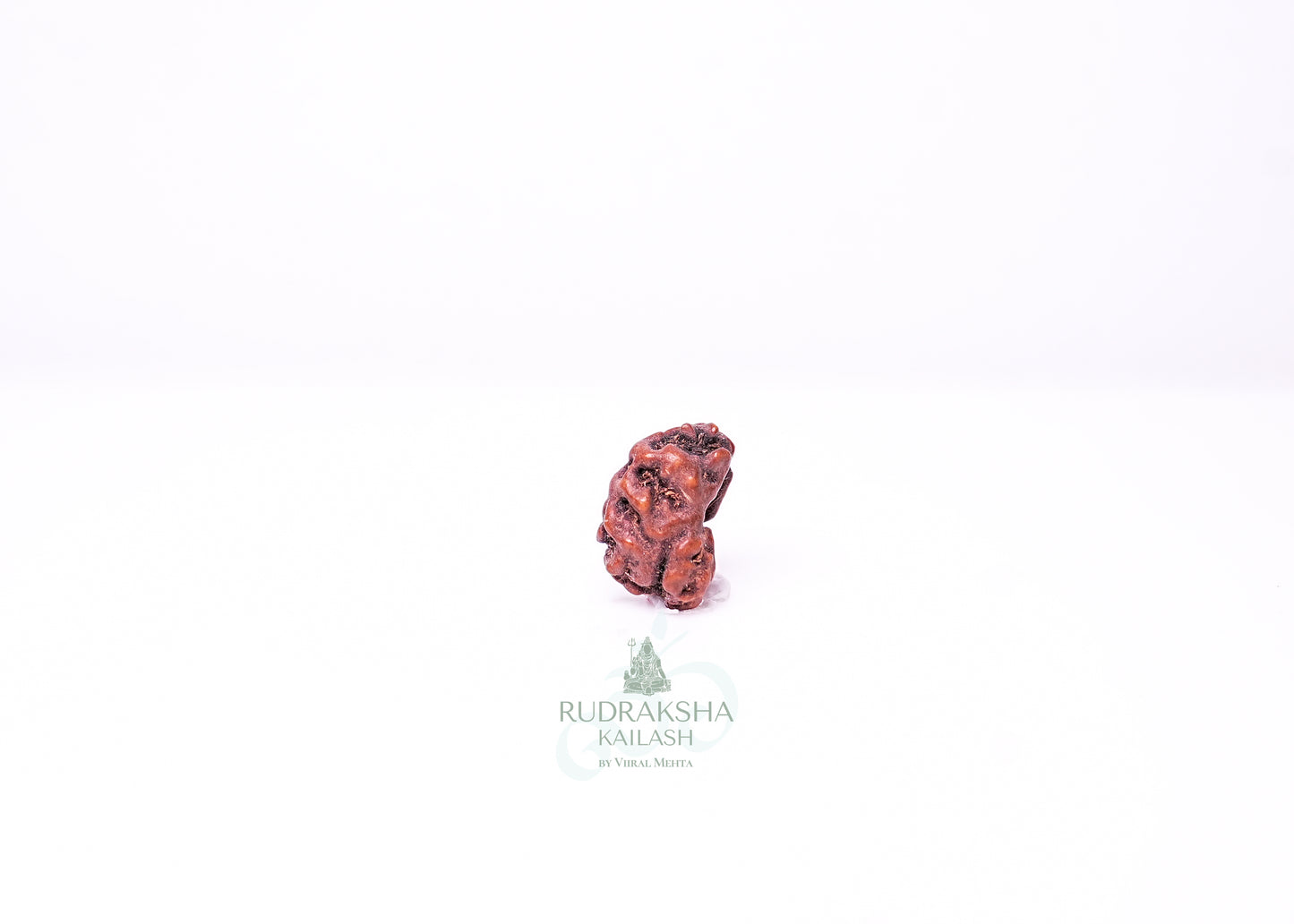 1 Mukhi Indonesian Rudraksha - 0114