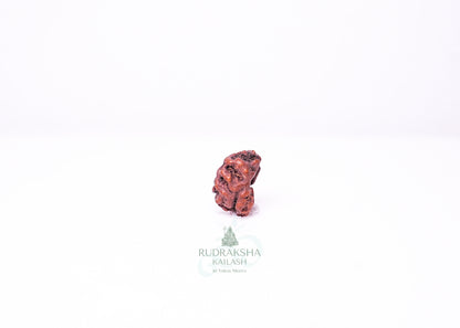 1 Mukhi Indonesian Rudraksha - 0114