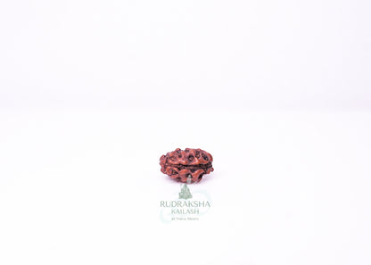 1 Mukhi Indonesian Rudraksha - 0114