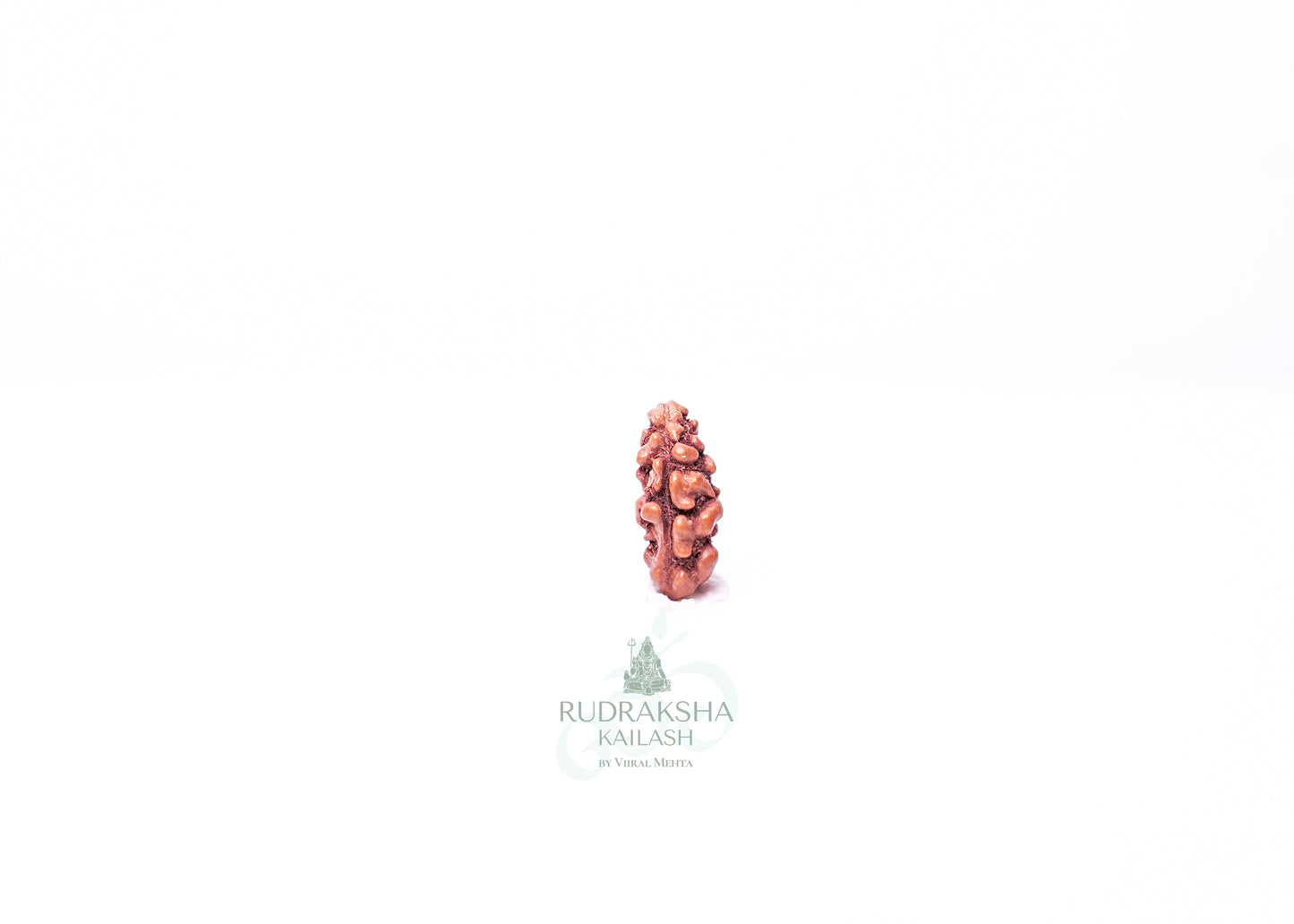 1 Mukhi Indonesian Rudraksha - 0115