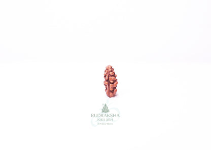 1 Mukhi Indonesian Rudraksha - 0115