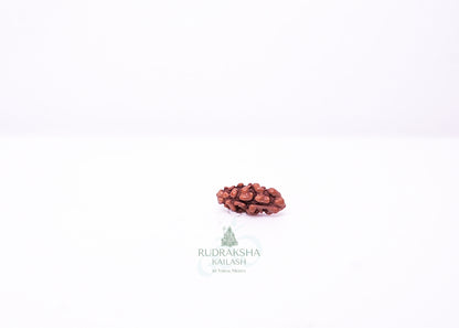 1 Mukhi Indonesian Rudraksha - 0115