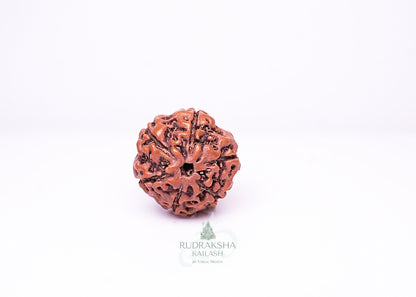 6 Mukhi Indonesian Rudraksha - 0601