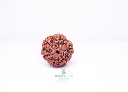 6 Mukhi Indonesian Rudraksha - 0601