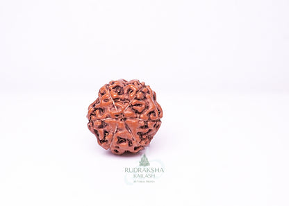 6 Mukhi Indonesian Rudraksha - 0601