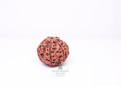 6 Mukhi Indonesian Rudraksha - 0601