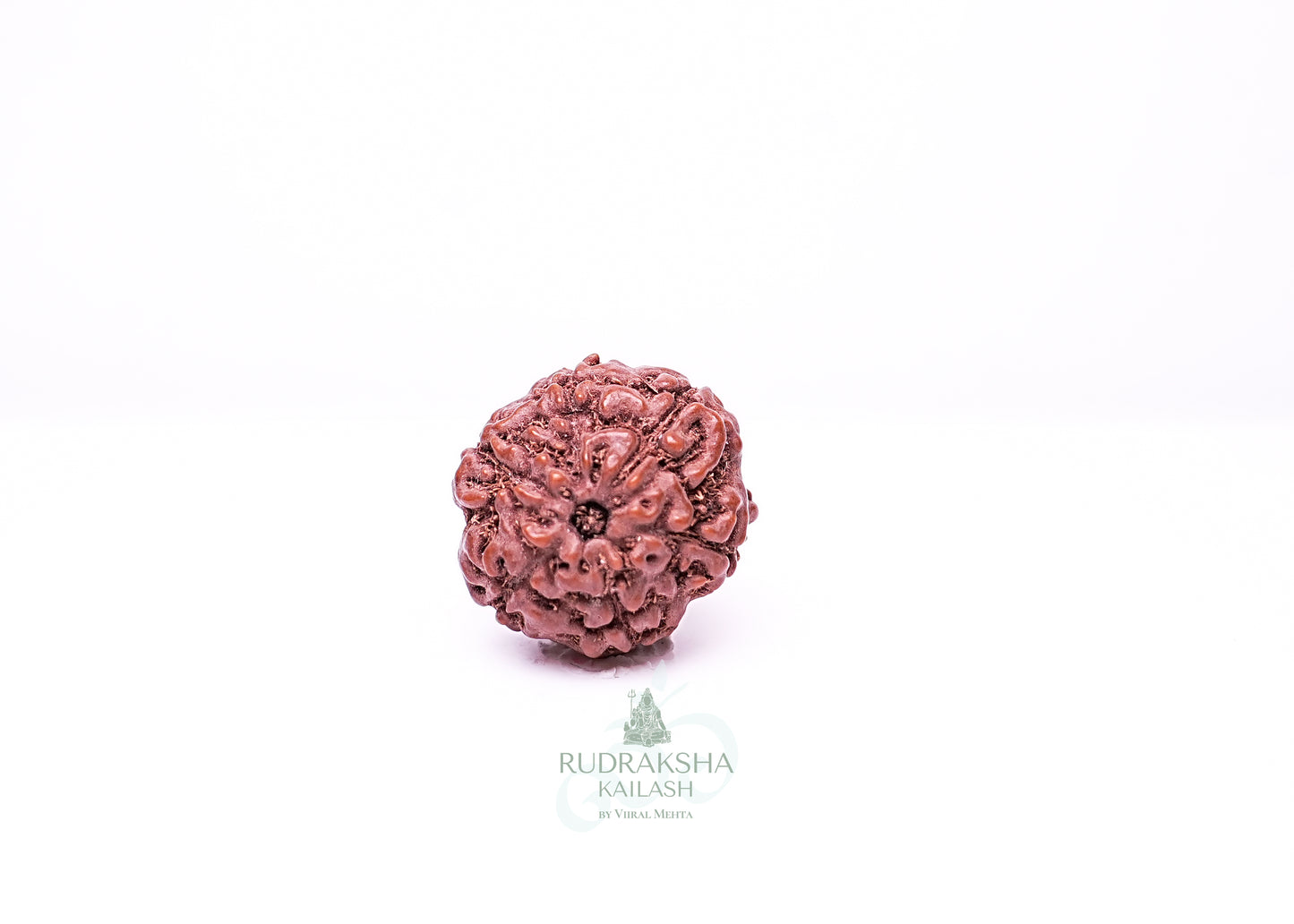 6 Mukhi Indonesian Rudraksha - 0602